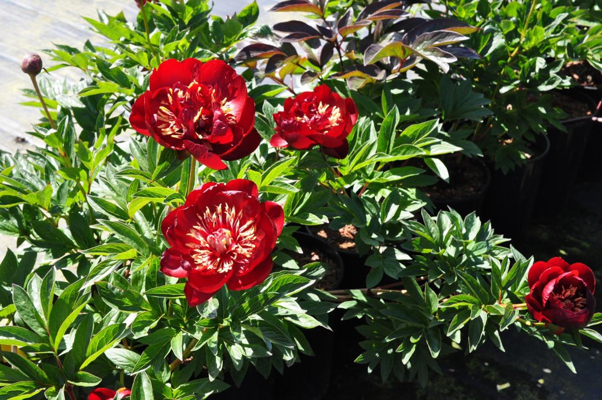 Paeonia 'Buckeye Belle' (D - Red) ---