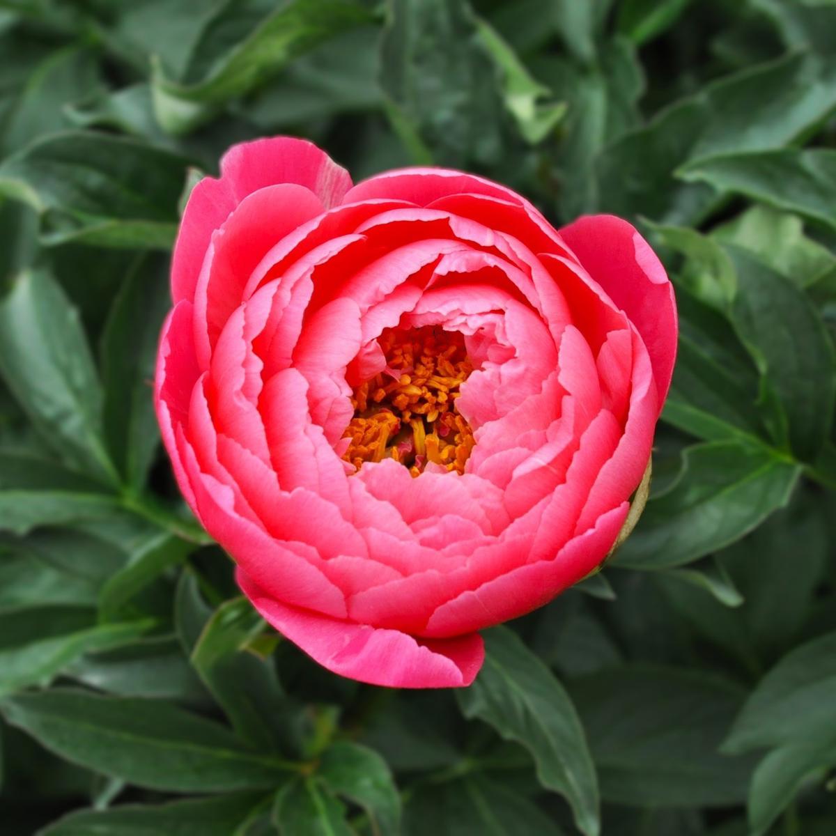 Paeonia 'Coral Sunset' ---
