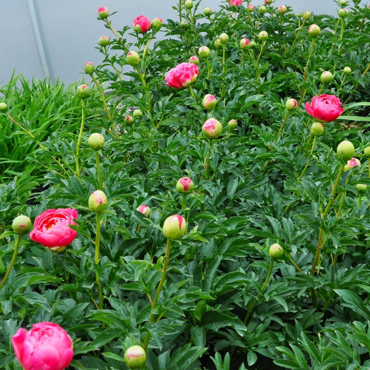 Paeonia 'Coral Sunset' ---