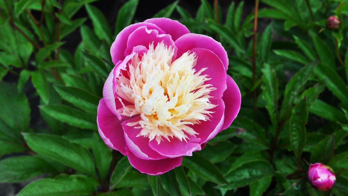 Paeonia lactiflora 'Bowl of Beauty' ---
