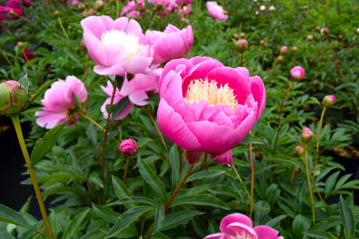 Paeonia lactiflora 'Bowl of Beauty' ---