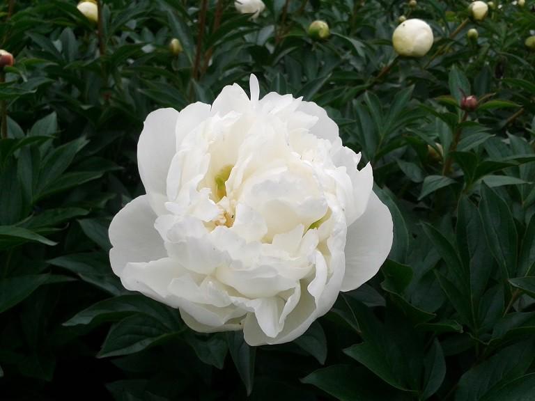 Paeonia lactiflora 'Duchesse de Nemours' ---