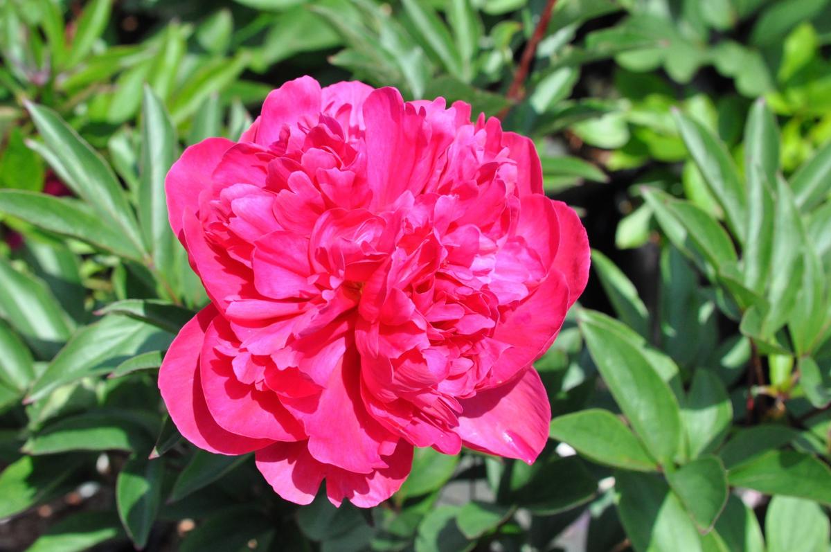 Paeonia lactiflora 'Kansas' ---