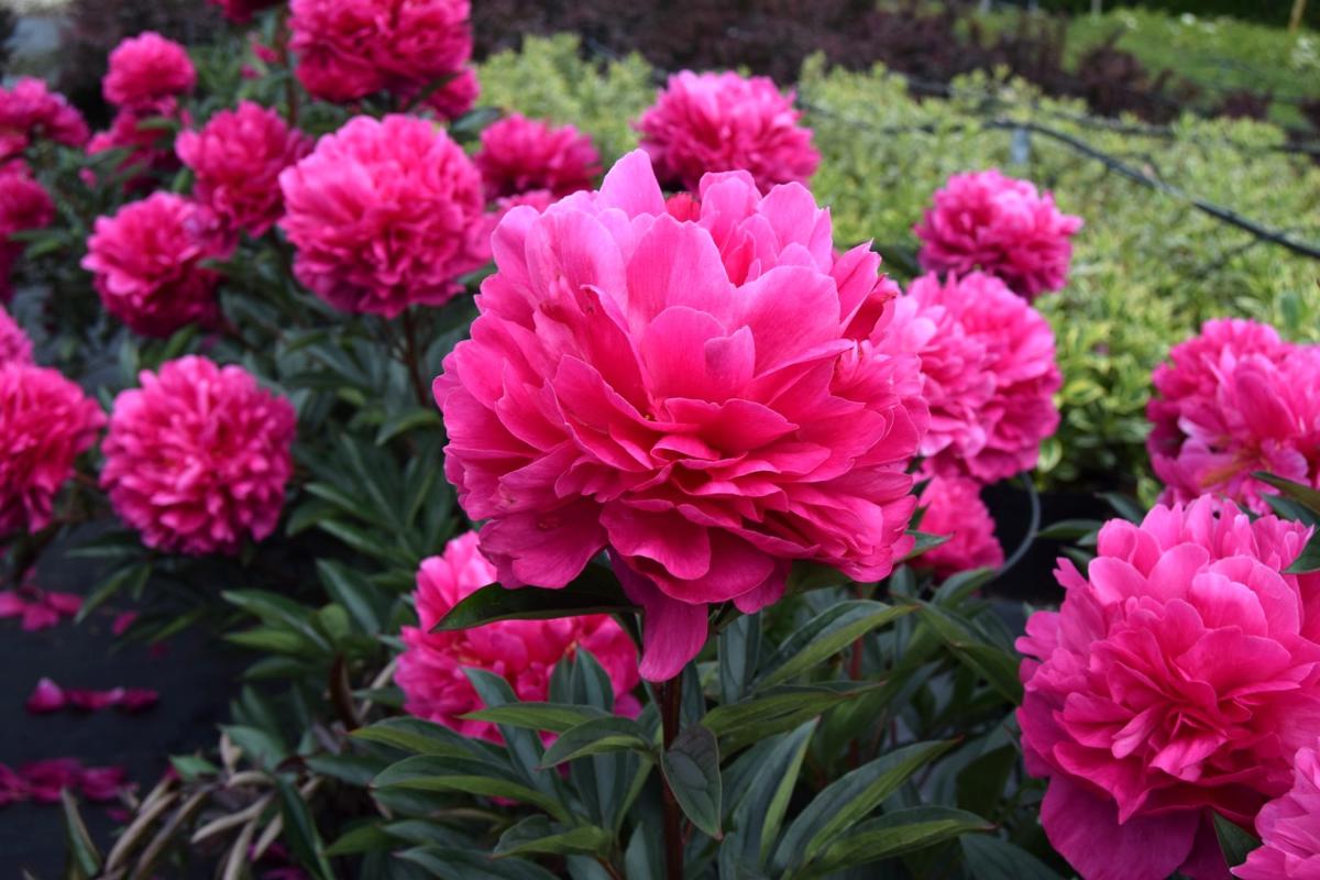 Paeonia lactiflora 'Kansas' ---