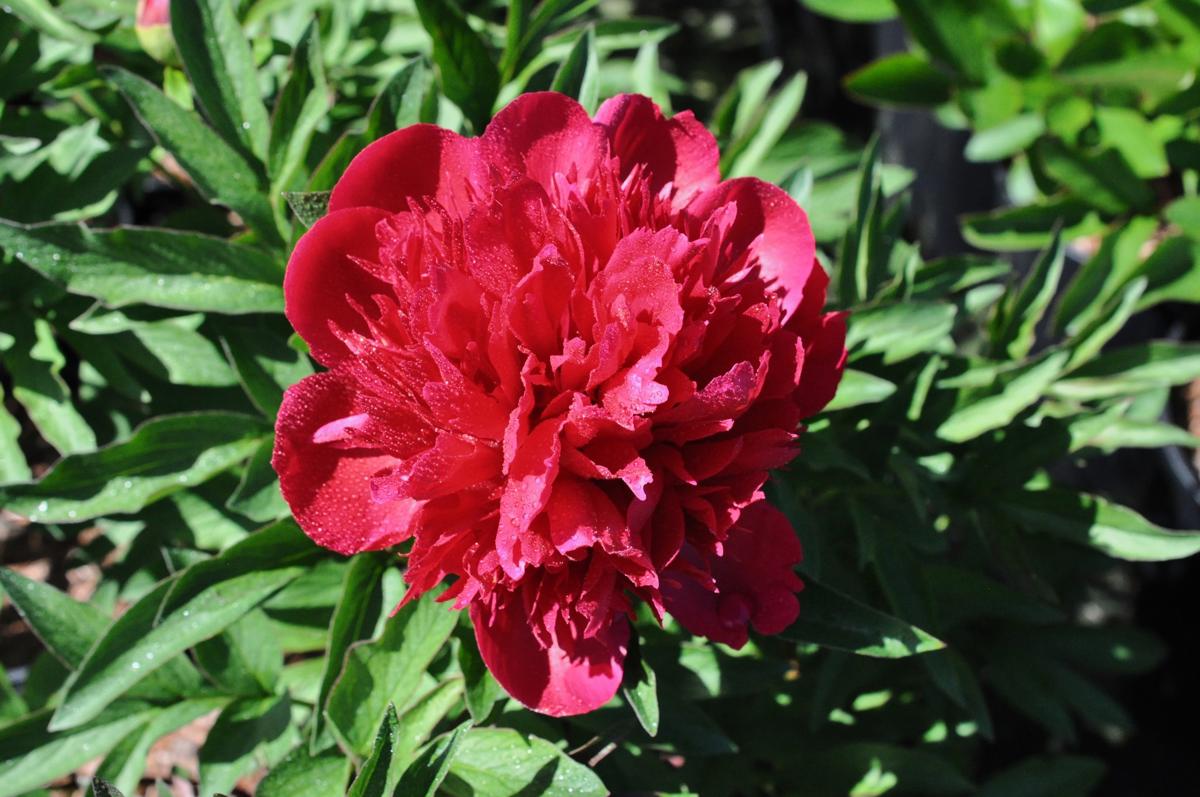 Paeonia lactiflora Many Happy Returns ® (D - Red) ---