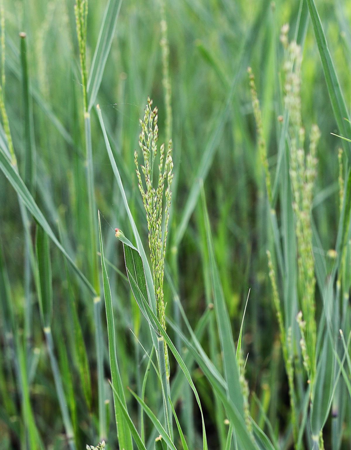 Panicum virgatum 'Heavy Metal' ---