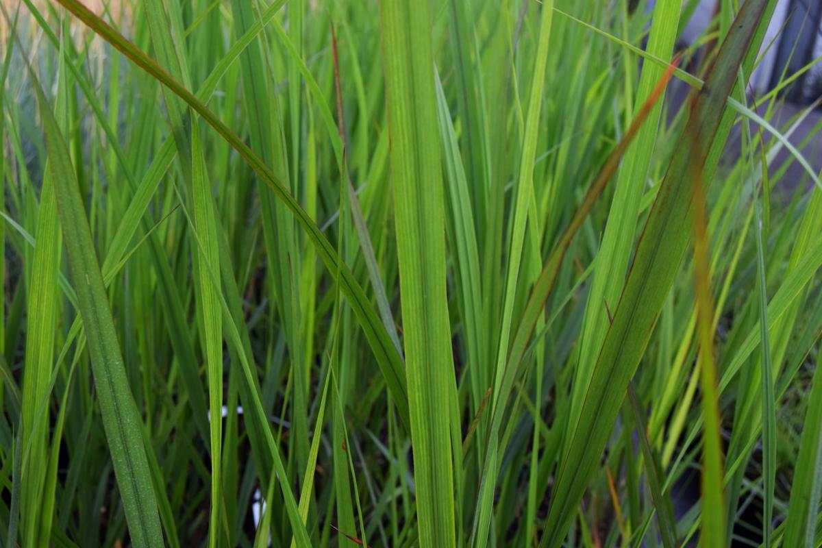 Panicum virgatum 'Northwind' ---