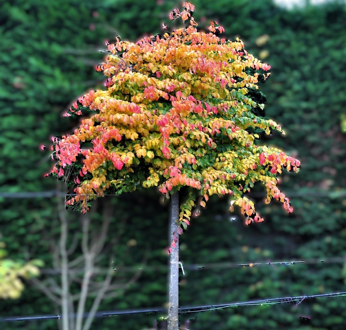 Parrotia persica 200-250 cm