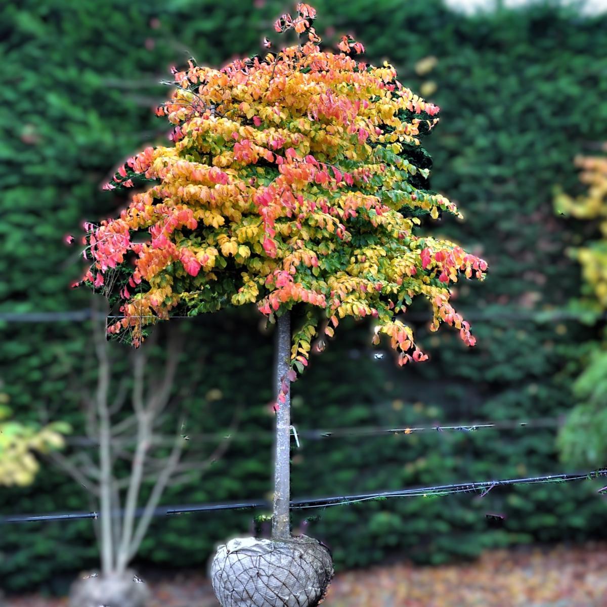 Parrotia persica 300-350 cm