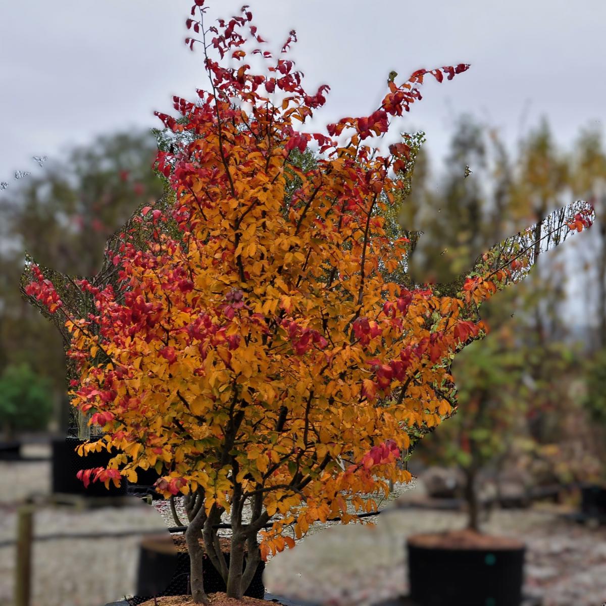 Parrotia persica 300-350 cm
