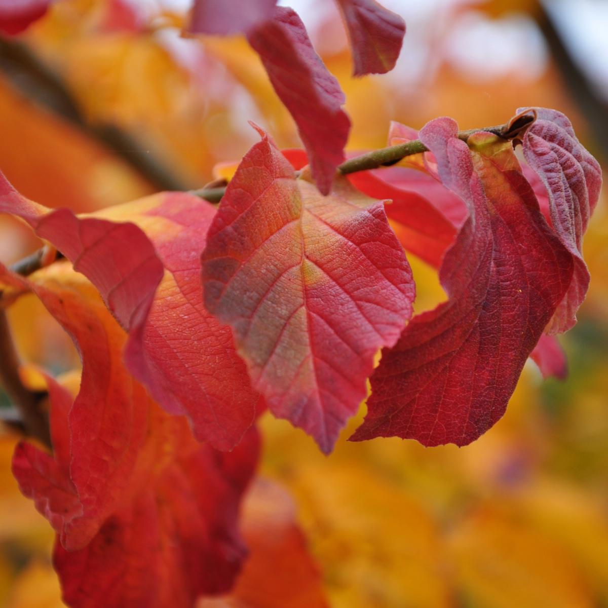 Parrotia persica 300-350 cm