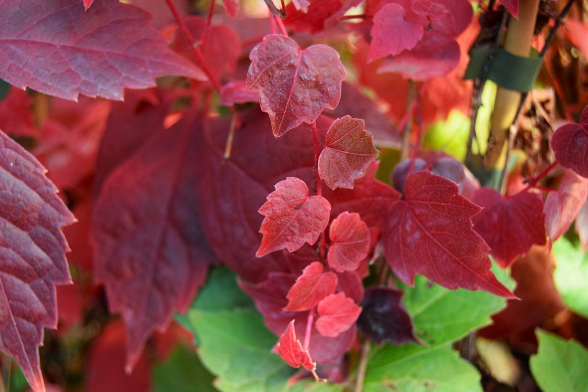 Parthenocissus tricuspidata 'Veitchii' 100-125 cm