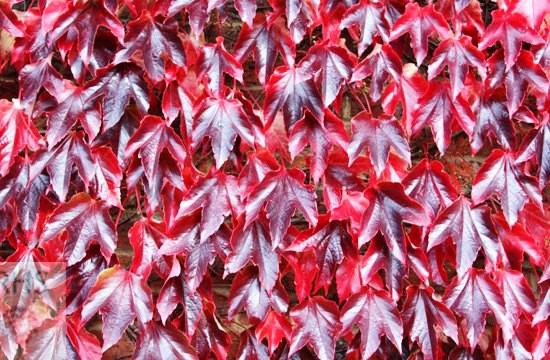 Parthenocissus tricuspidata 'Veitchii' 100-125 cm