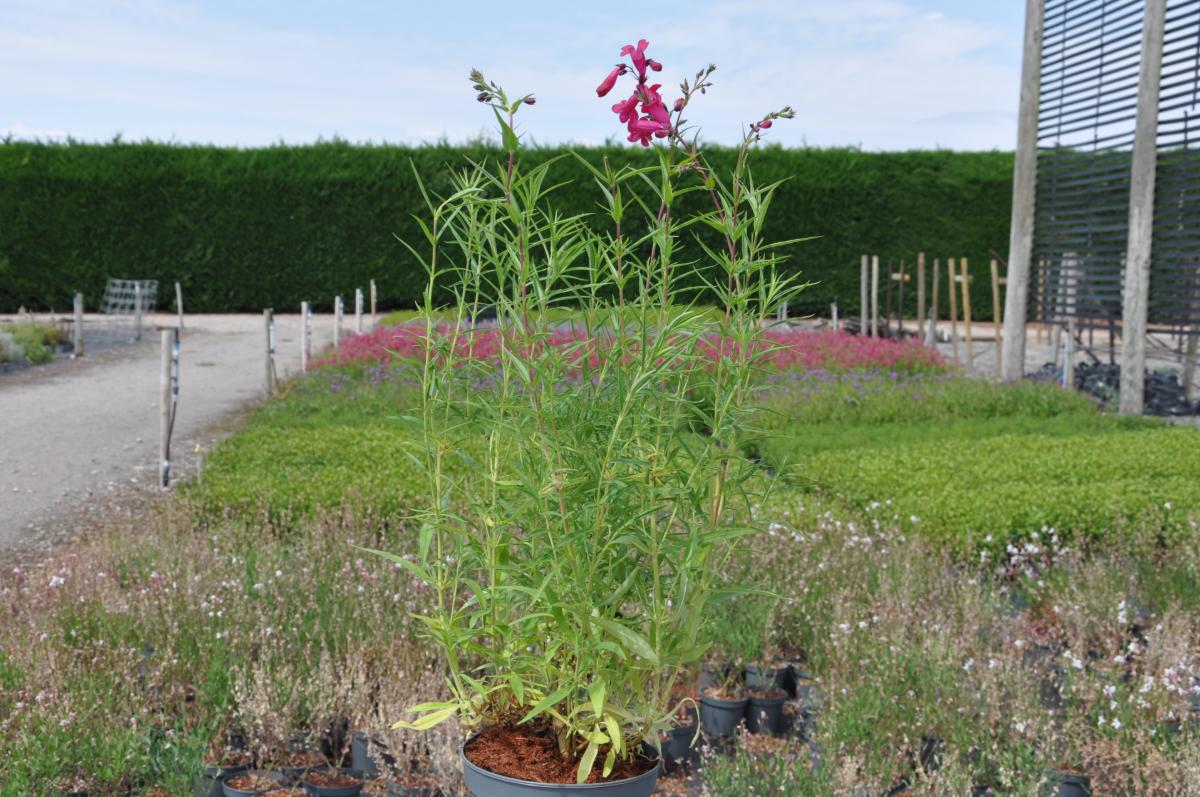 Penstemon 'Andenken an Friedrich Hahn'