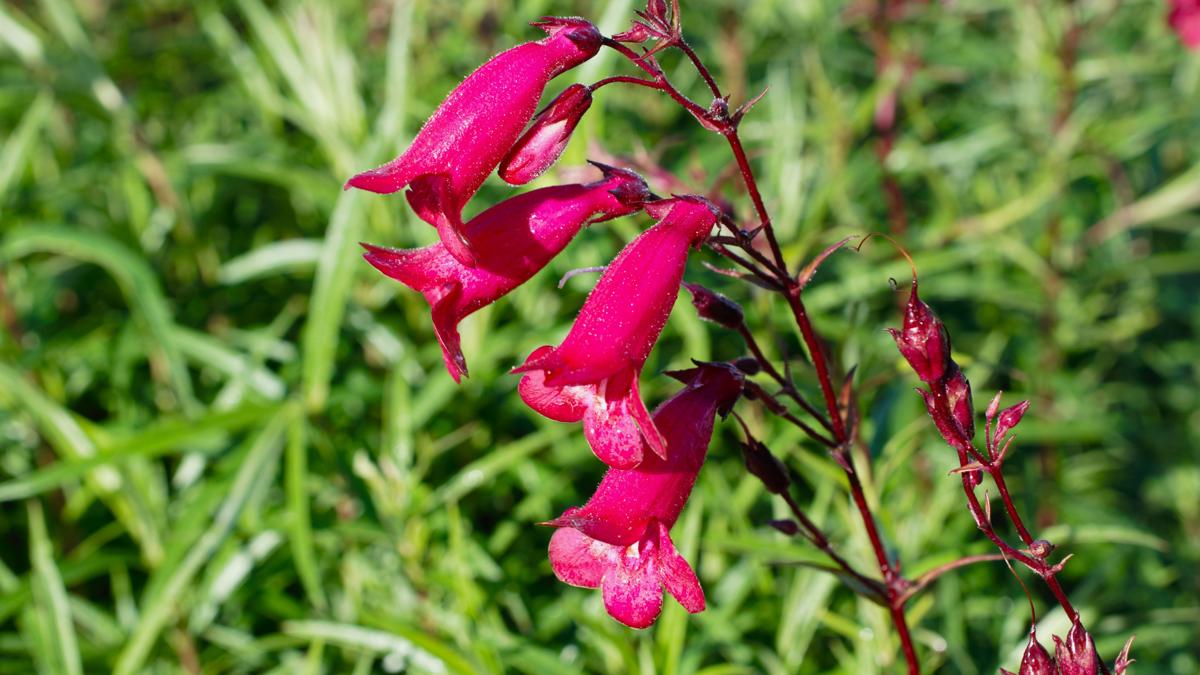 Penstemon 'Andenken an Friedrich Hahn' ---