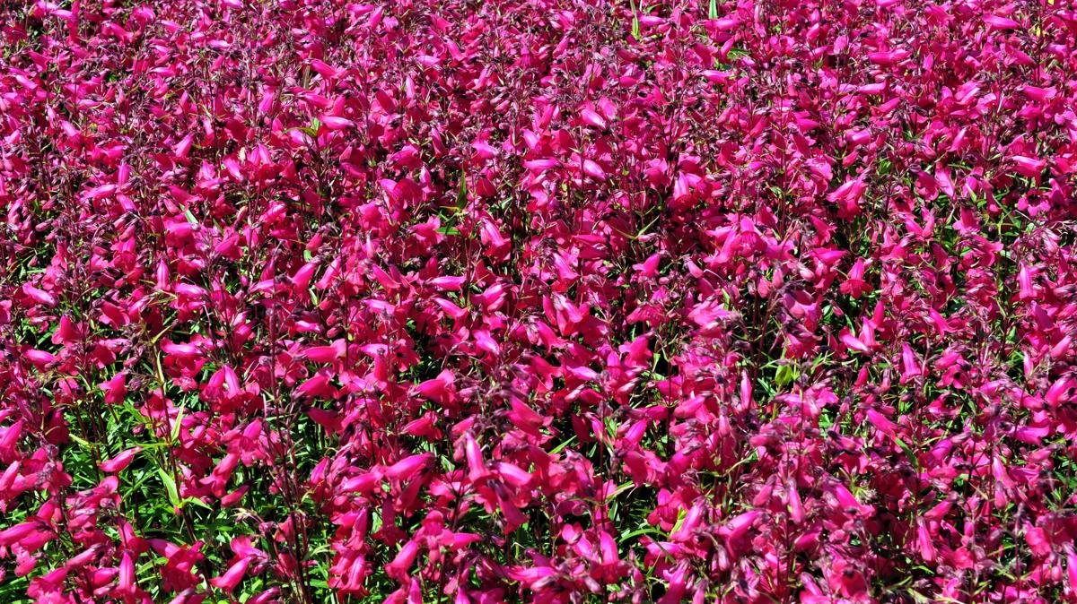 Penstemon 'Andenken an Friedrich Hahn' ---