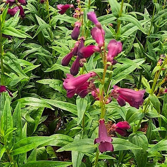Penstemon 'Raven' ---