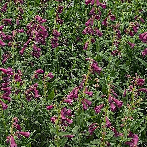 Penstemon 'Raven' ---