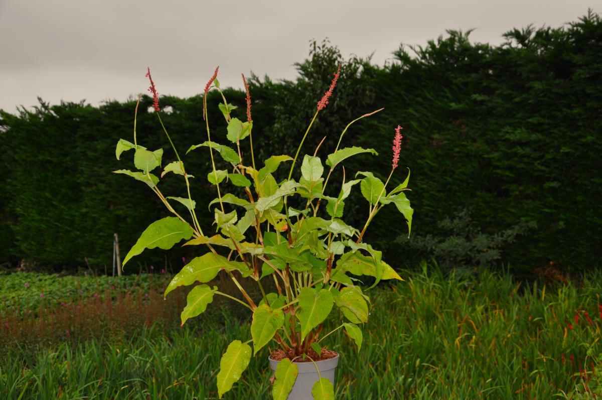 Persicaria amplexicaulis 'Firedance'