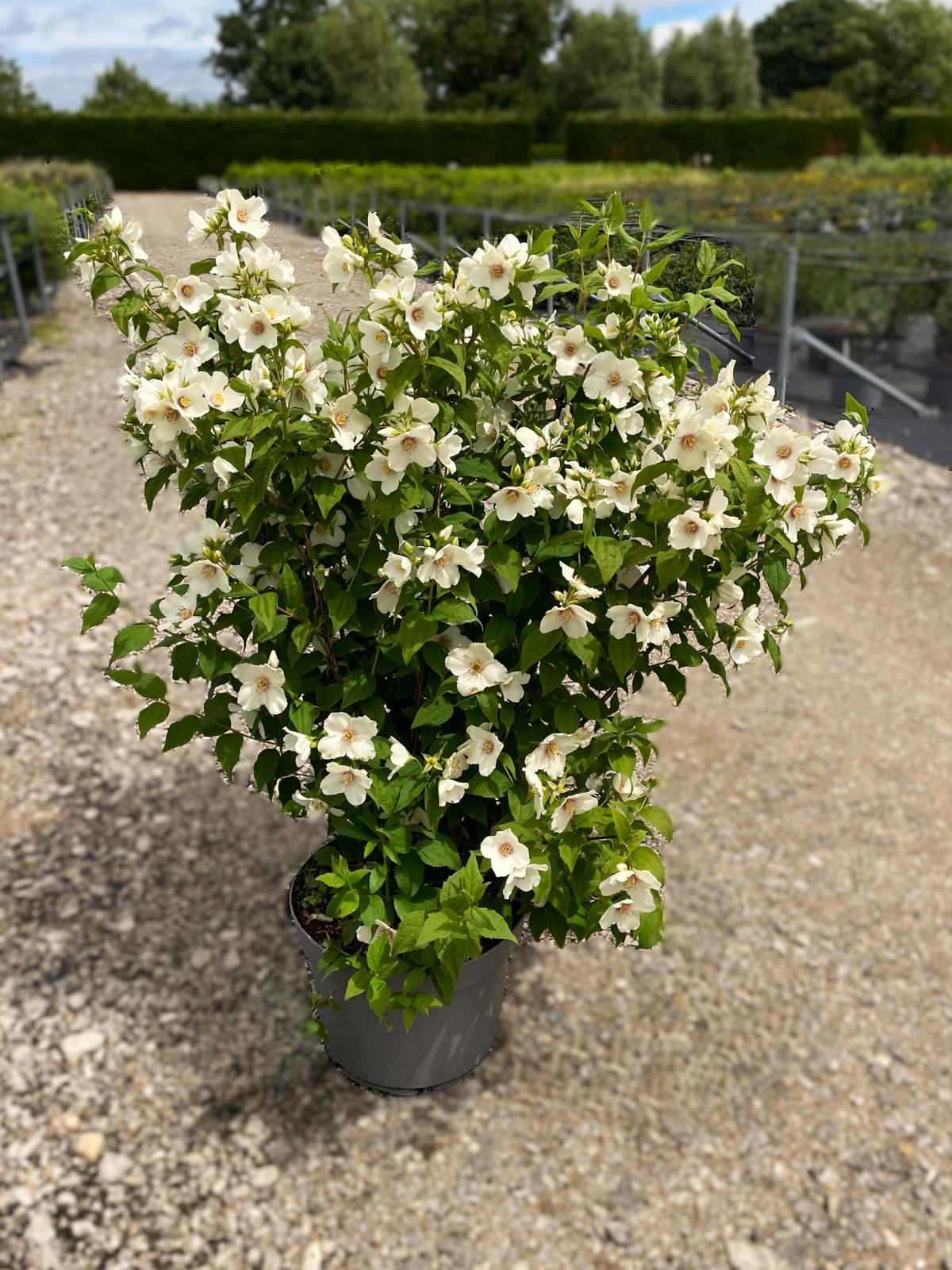 Philadelphus 'Belle Etoile' 80-100 cm