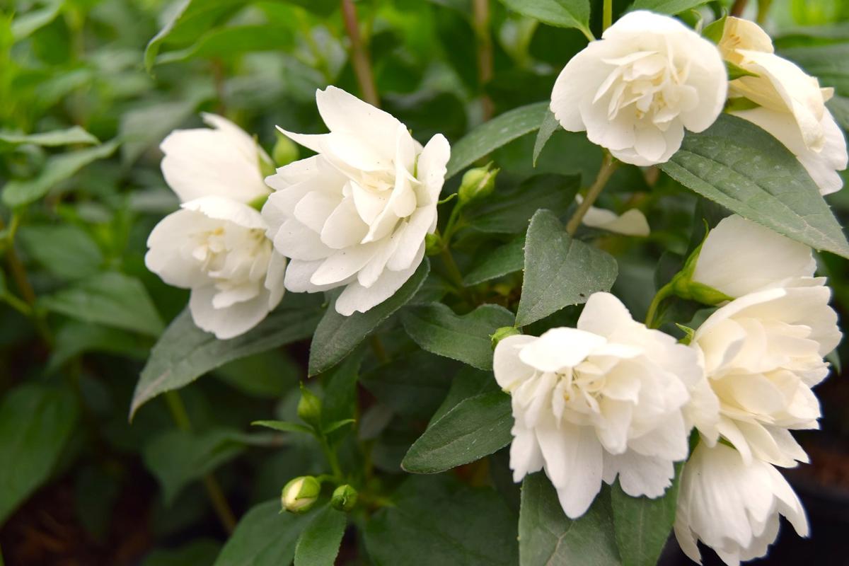 Philadelphus 'Manteau d'Hermine' 40-60 cm