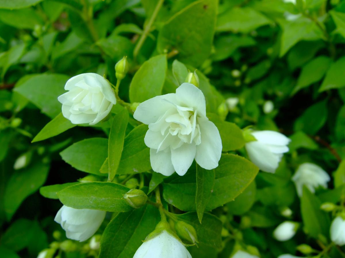 Philadelphus 'Manteau d'Hermine' 40-60 cm