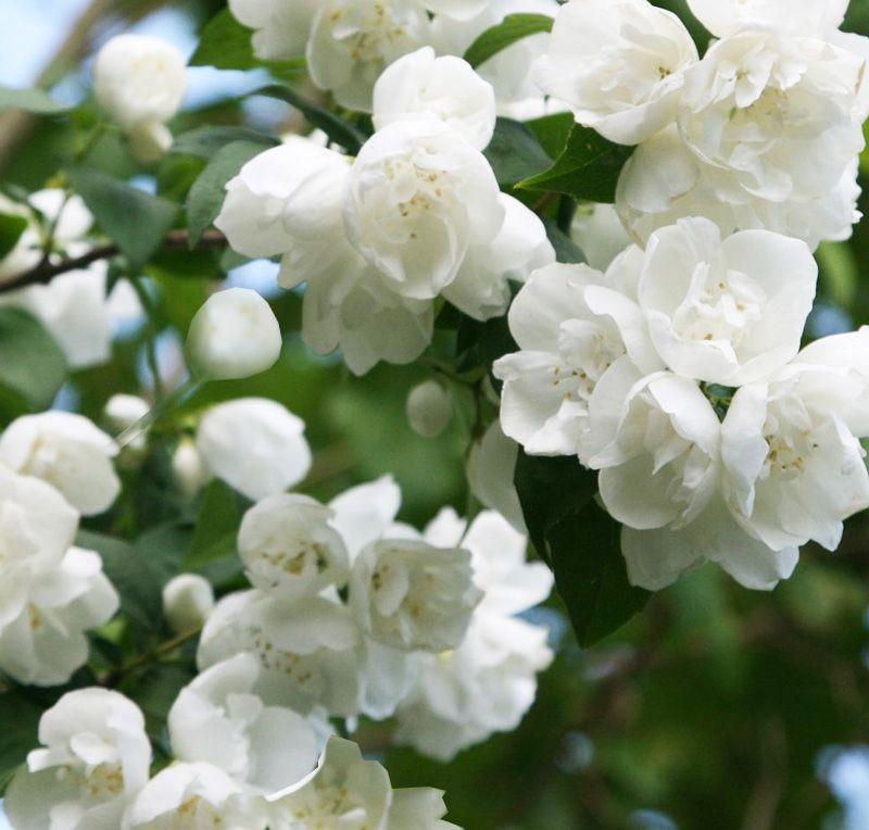 Philadelphus 'Virginal' 150-175 cm