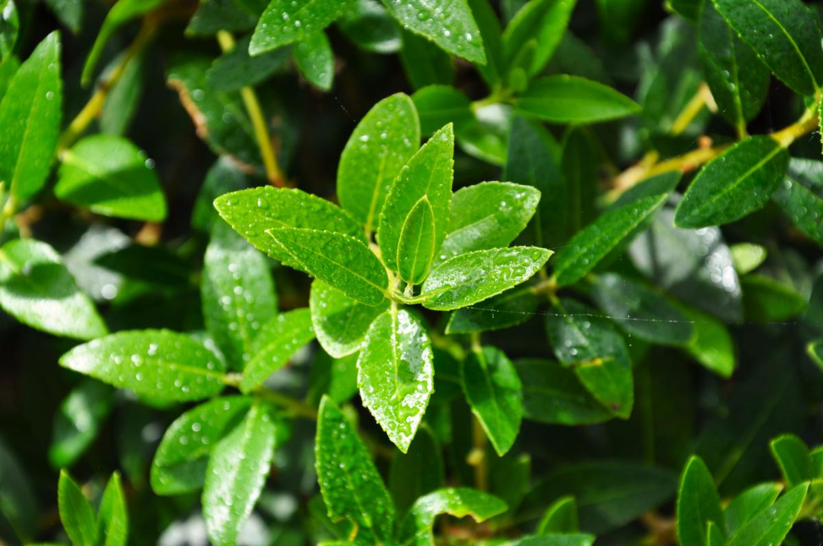 Phillyrea latifolia 175-200 cm