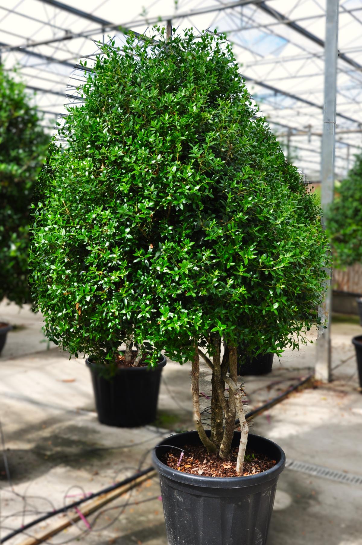 Phillyrea latifolia 175-200 cm