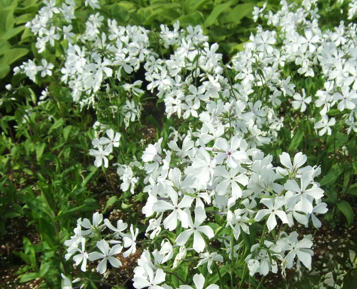 Phlox divaricaria 'White Perfume' ---