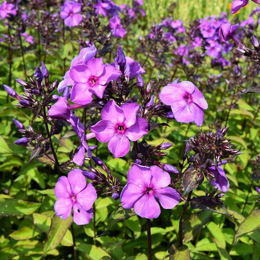 Phlox paniculata 'Blue Paradise' ---