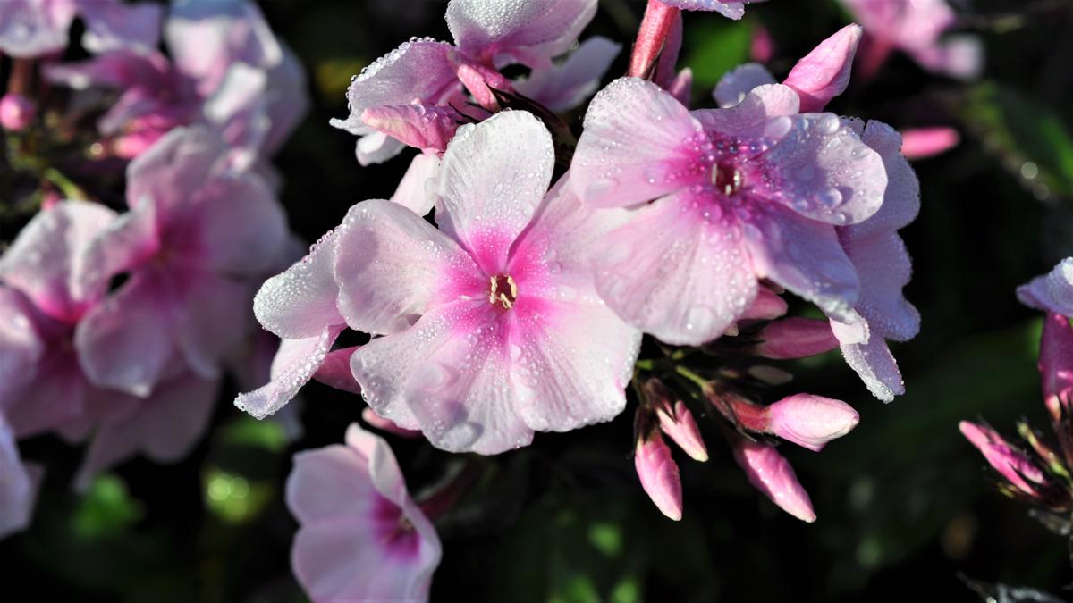 Phlox paniculata 'Bright Eyes' ---