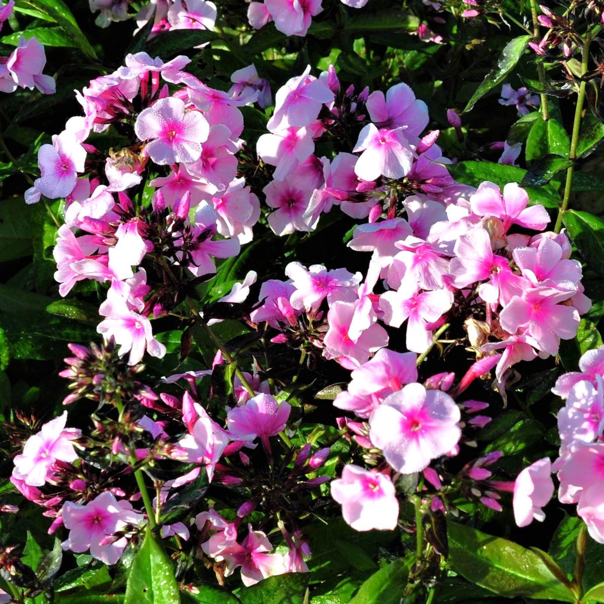 Phlox paniculata 'Bright Eyes' ---