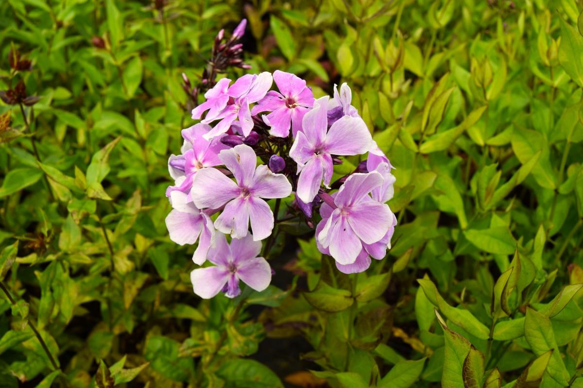Phlox paniculata 'Franz Schubert' ---
