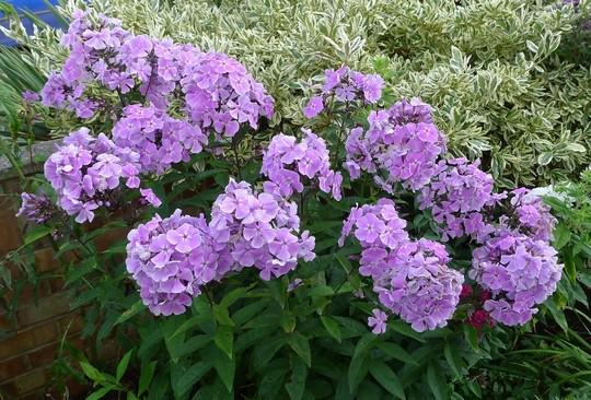 Phlox paniculata 'Franz Schubert' ---