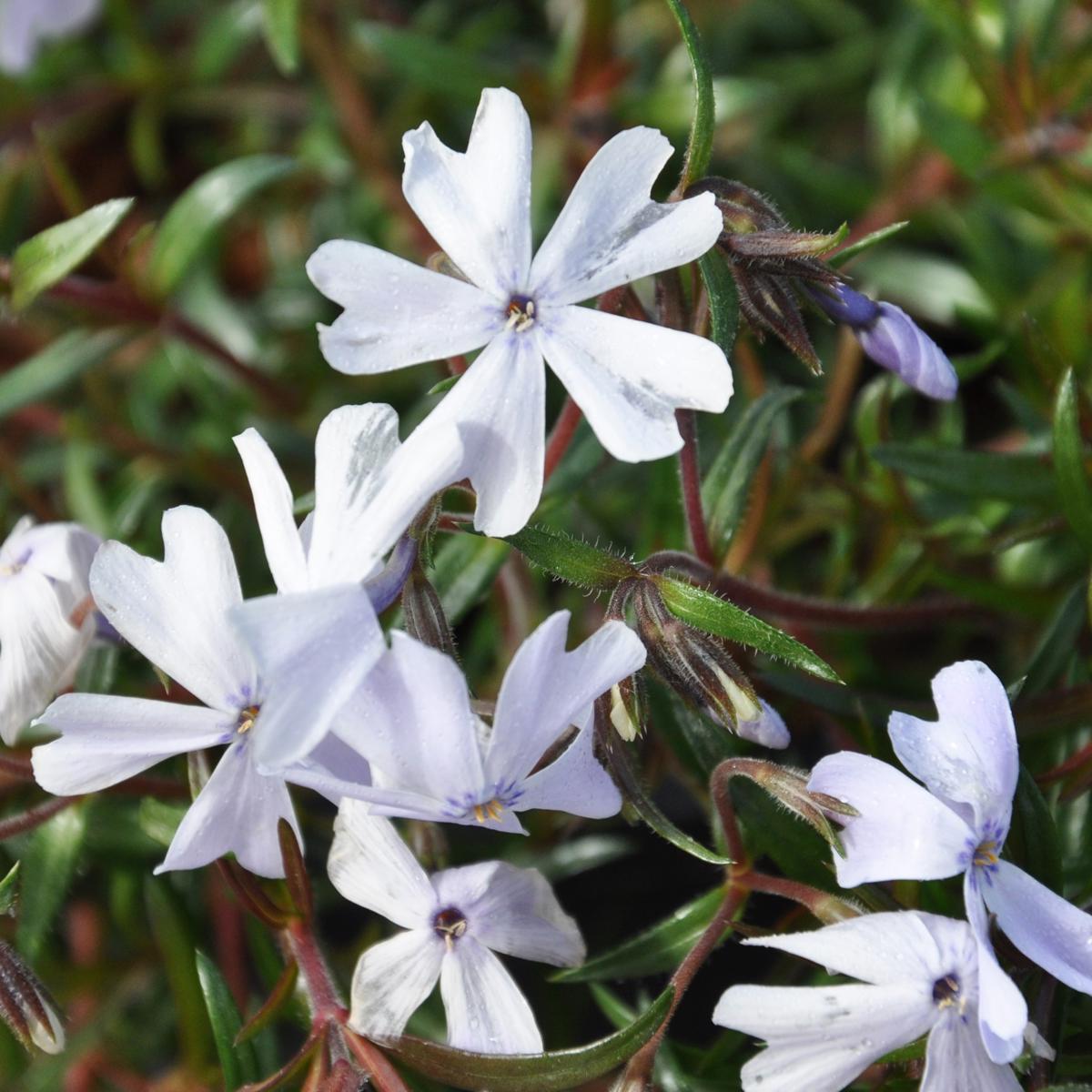 Phlox subulata 'Emerald Cushion Blue' ---