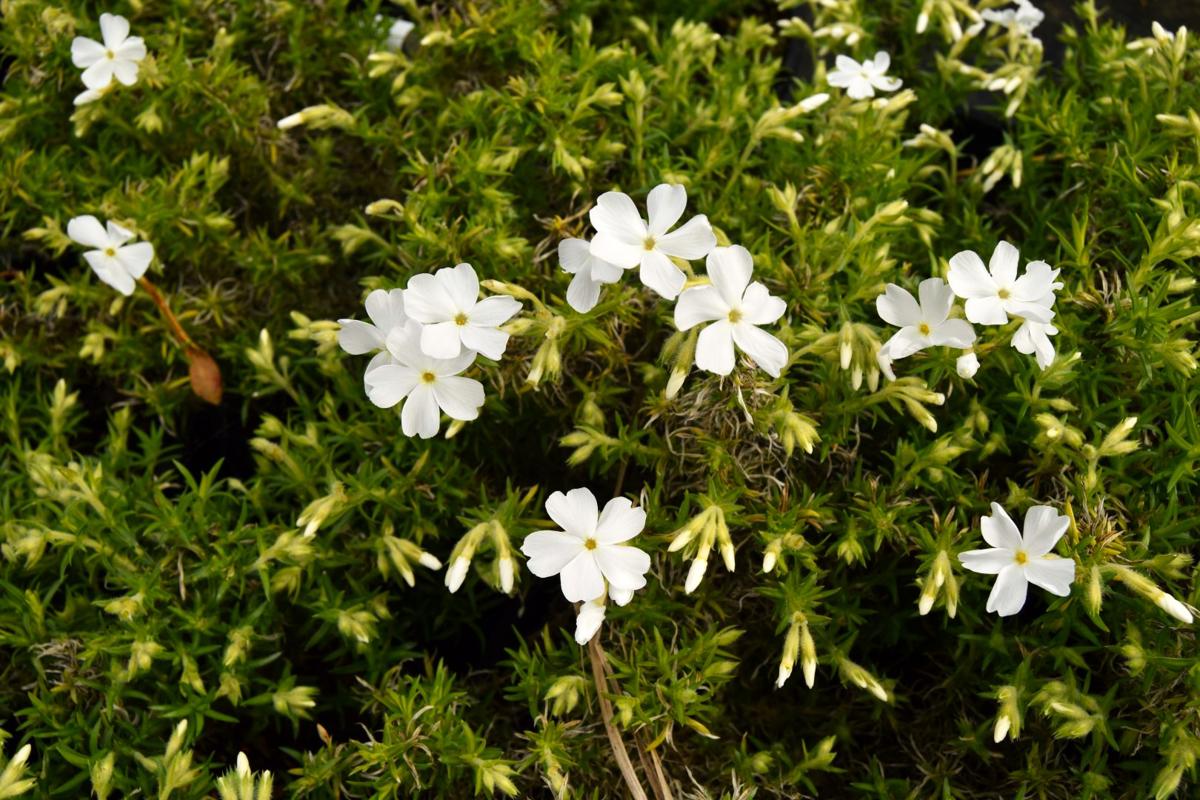 Phlox subulata 'White Delight' ---