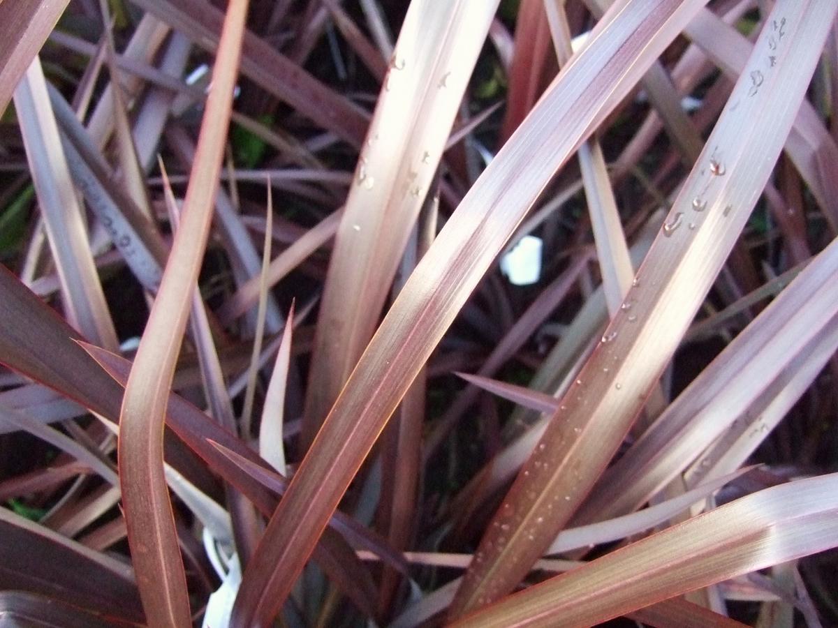 Phormium 'Amazing Red' 40-60 cm