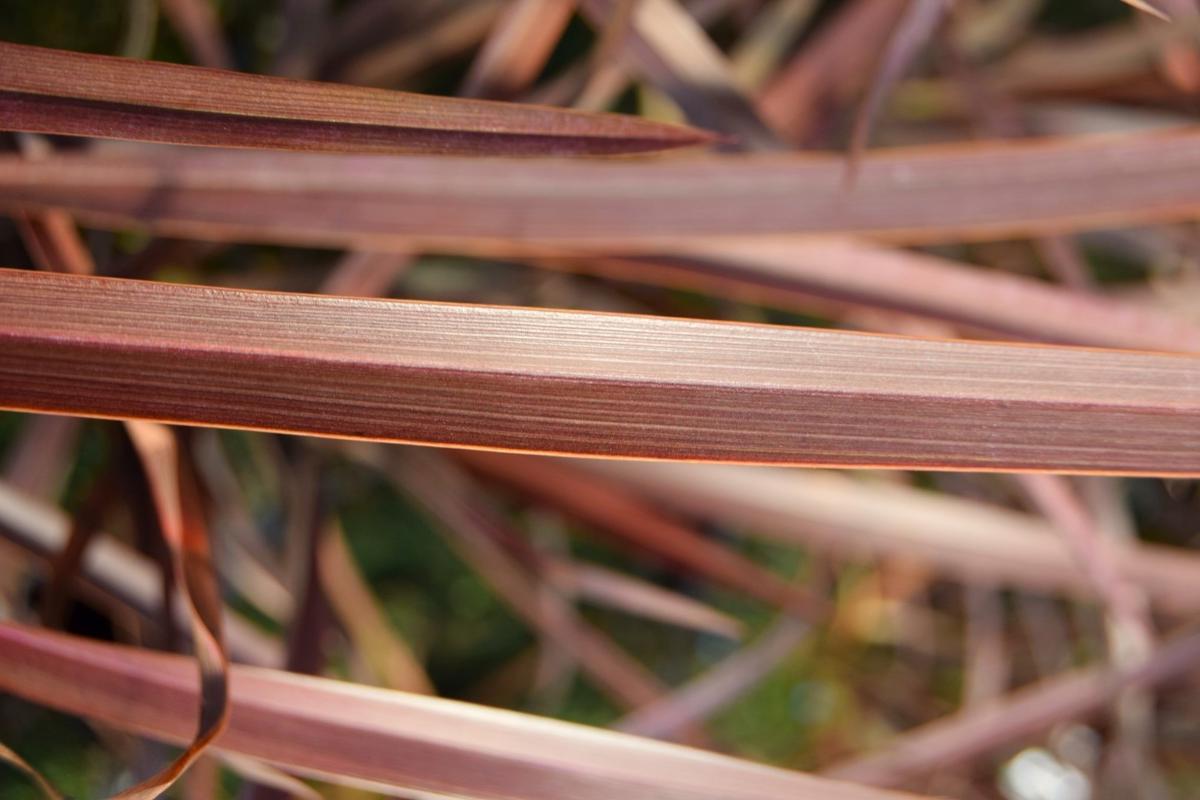 Phormium 'Amazing Red' 40-60 cm