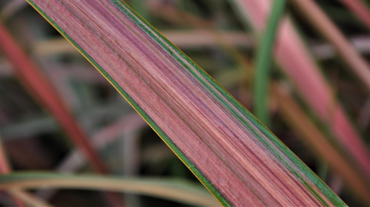 Phormium 'Jester' 40-60 cm