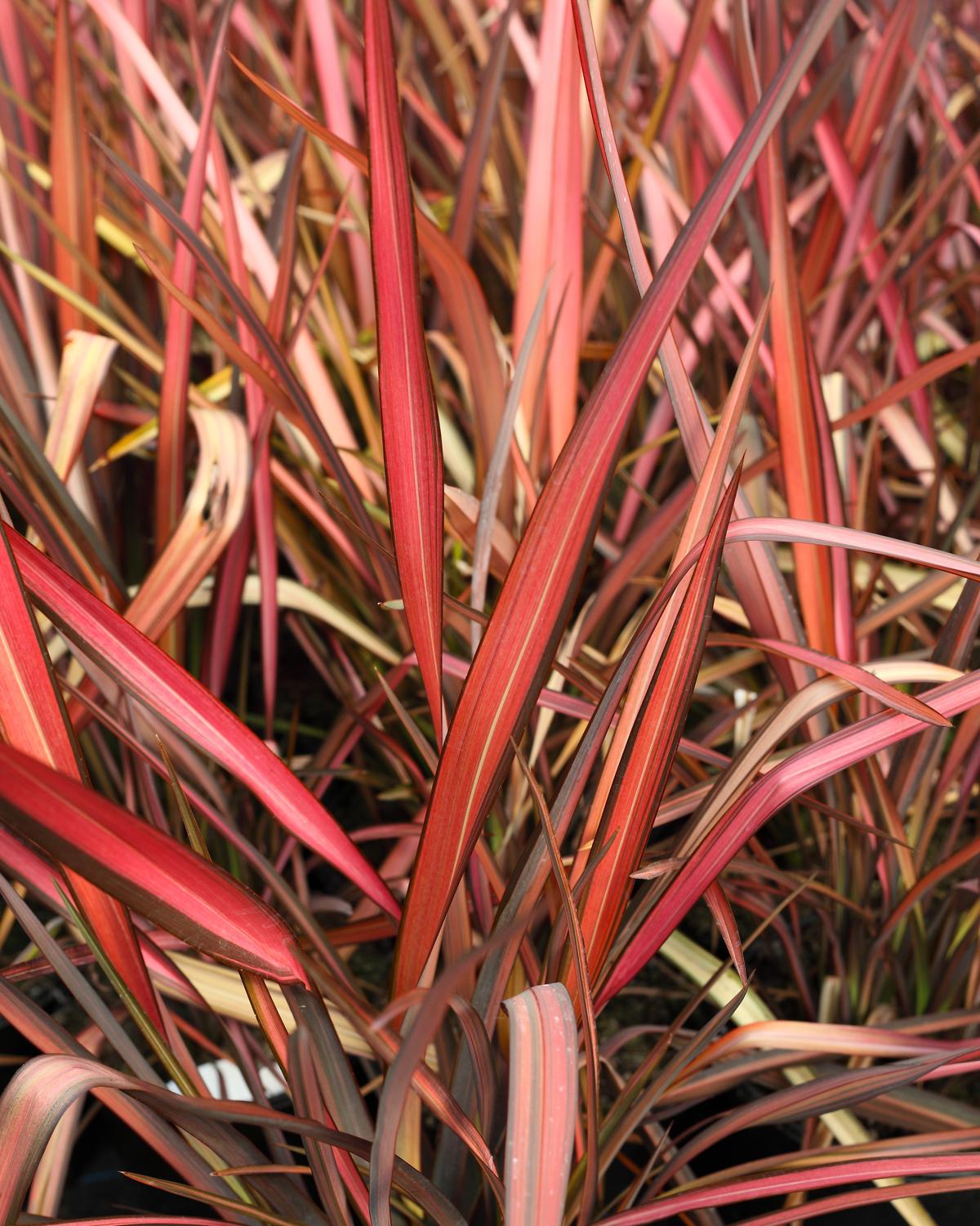 Phormium 'Jester' 40-60 cm