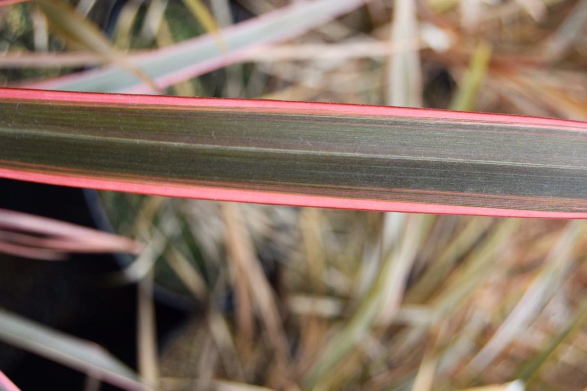 Phormium 'Sundowner' 40-60 cm