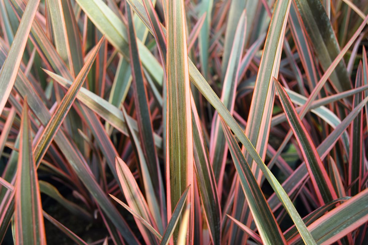 Phormium 'Sundowner' 40-60 cm
