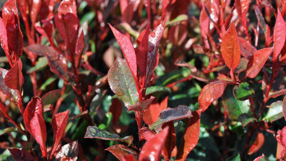 Photinia x fraseri 'Little Red Robin' 20-30 cm