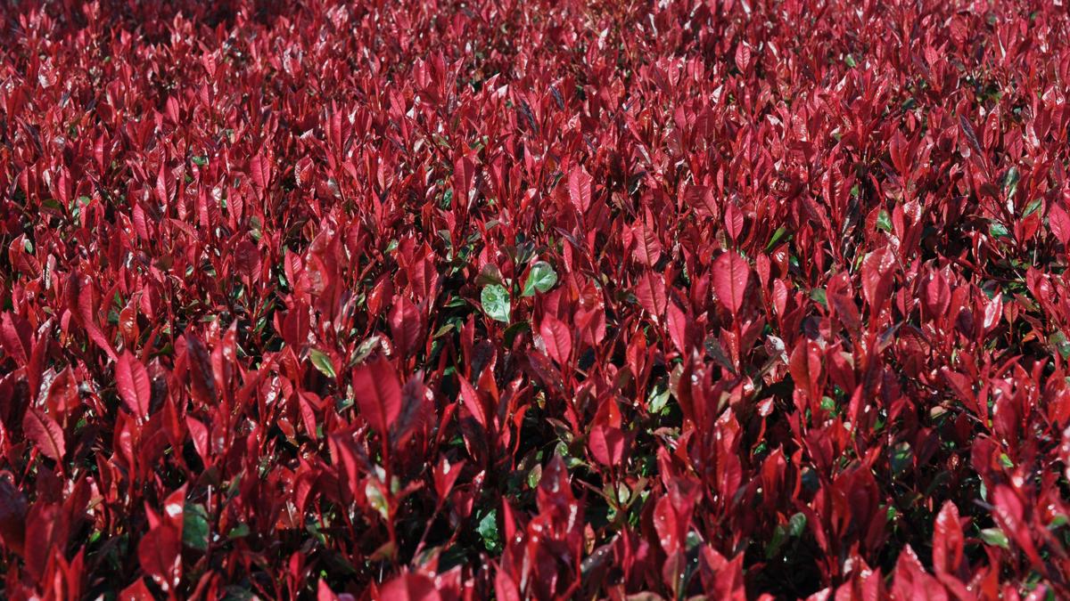 Photinia x fraseri 'Little Red Robin' 20-30 cm