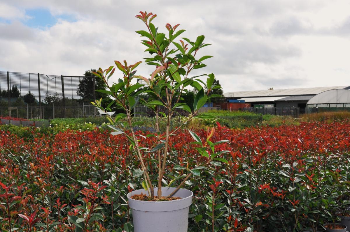 Photinia x fraseri 'Red Robin'