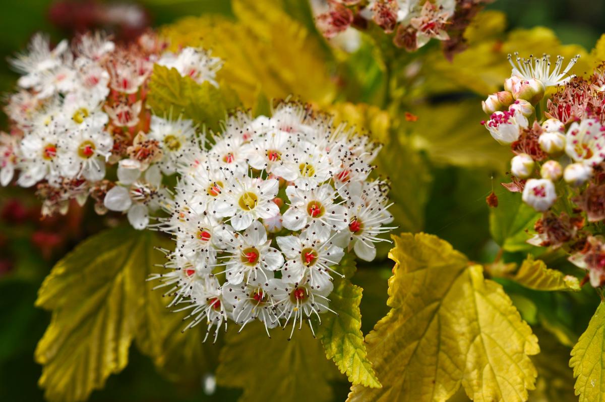Physocarpus opulifolius 'Dart's Gold' 30-40 cm