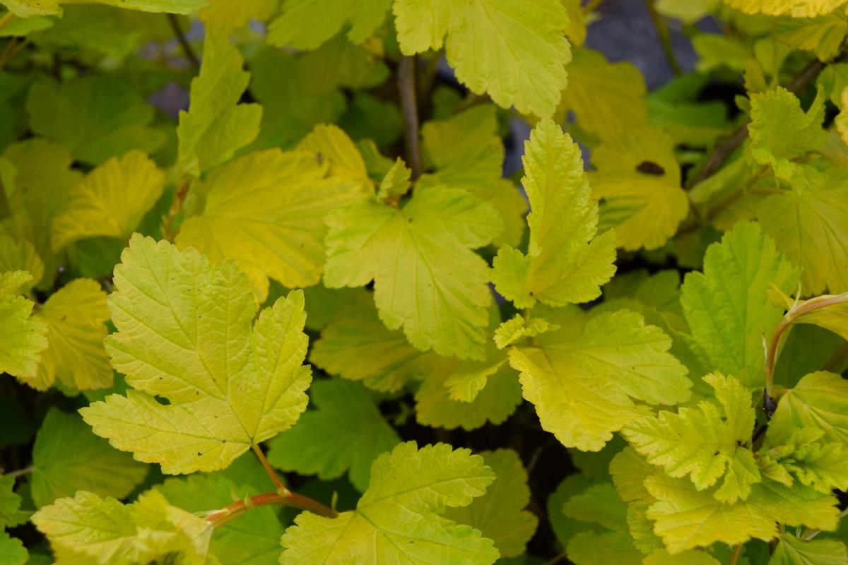 Physocarpus opulifolius 'Dart's Gold' 30-40 cm