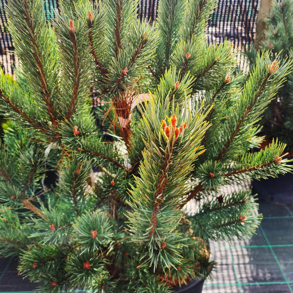 Pinus sylvestris 'Watereri' 125-150 cm