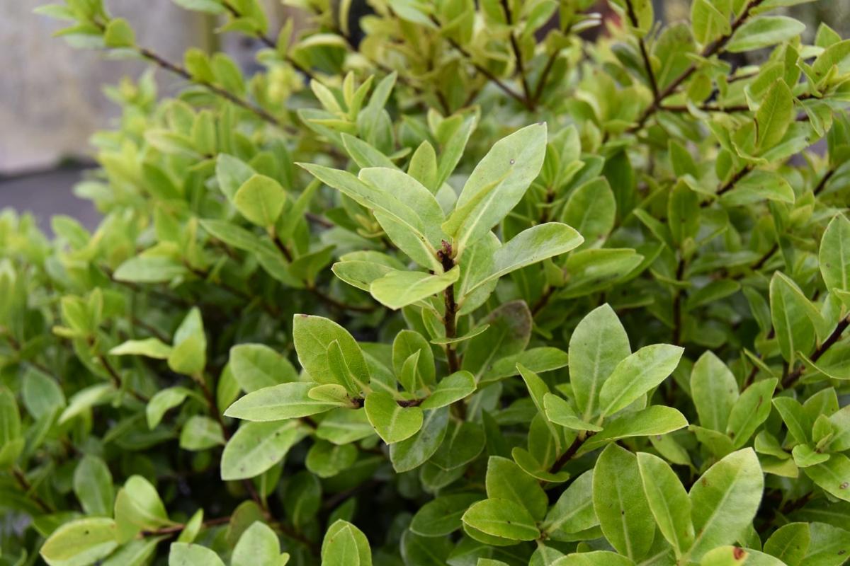Pittosporum tenuifolium 'Golf Ball' 40-50 cm